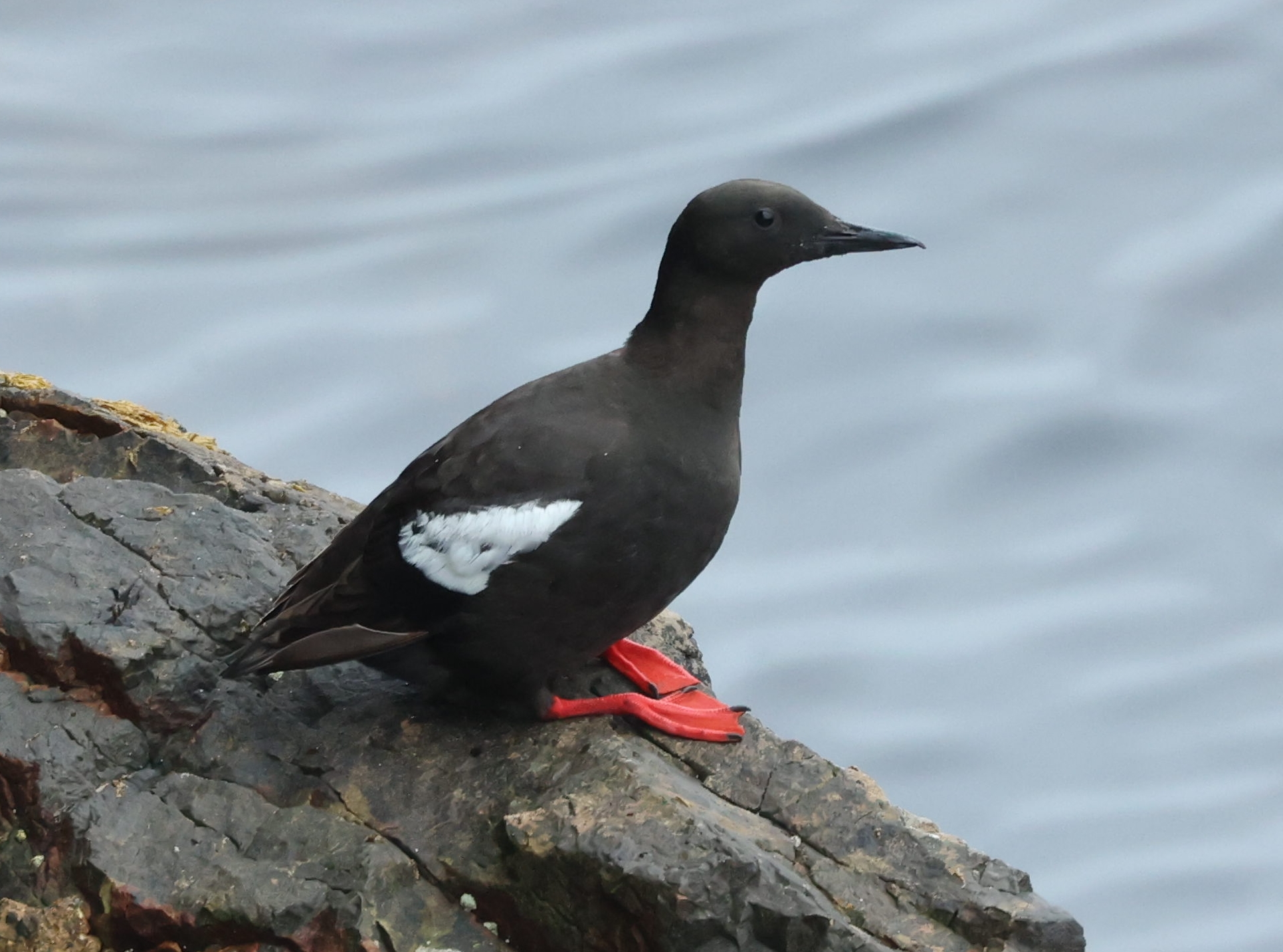 Black Guillimot, Watsness