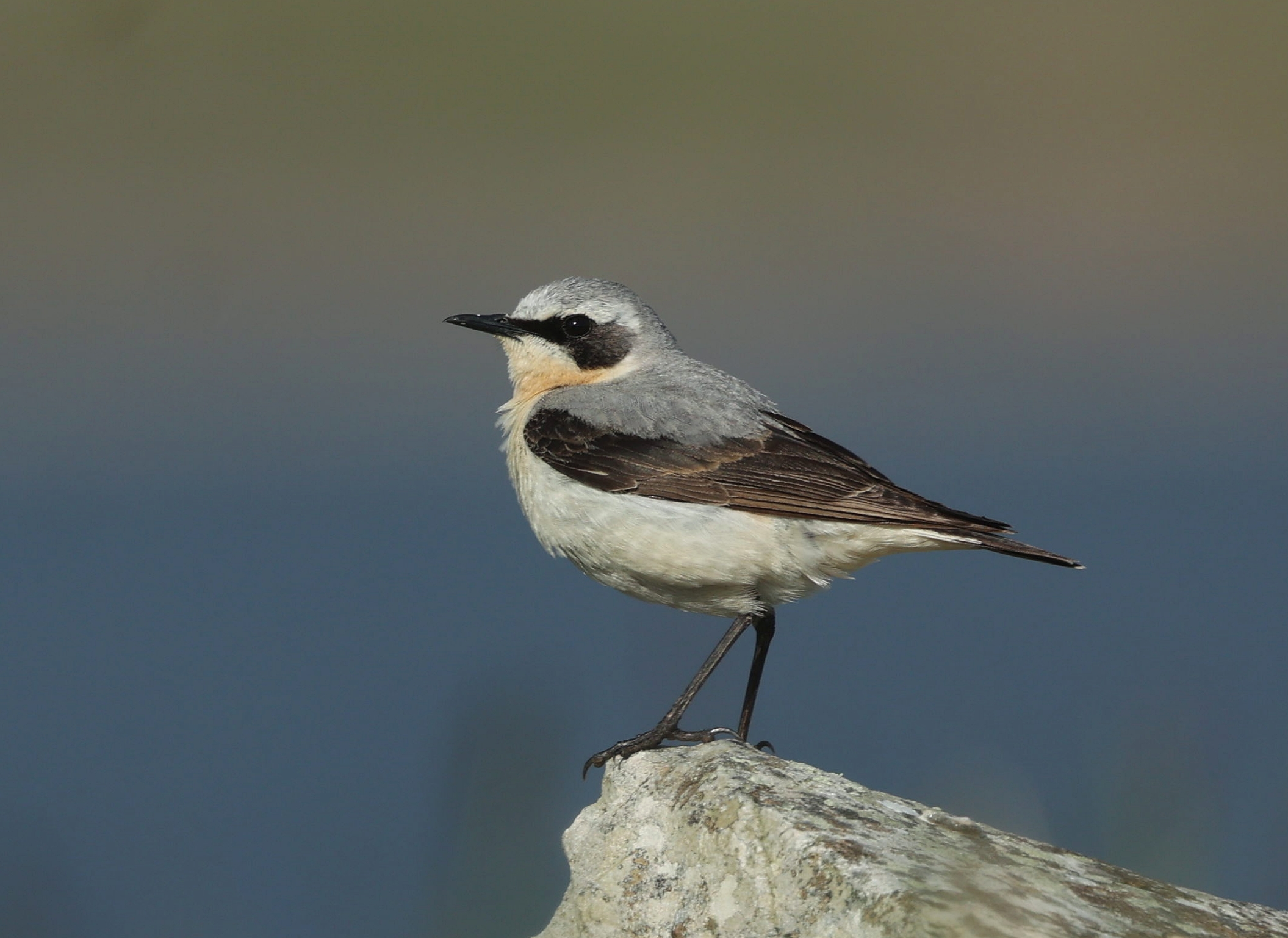 Wheatear, Bousta