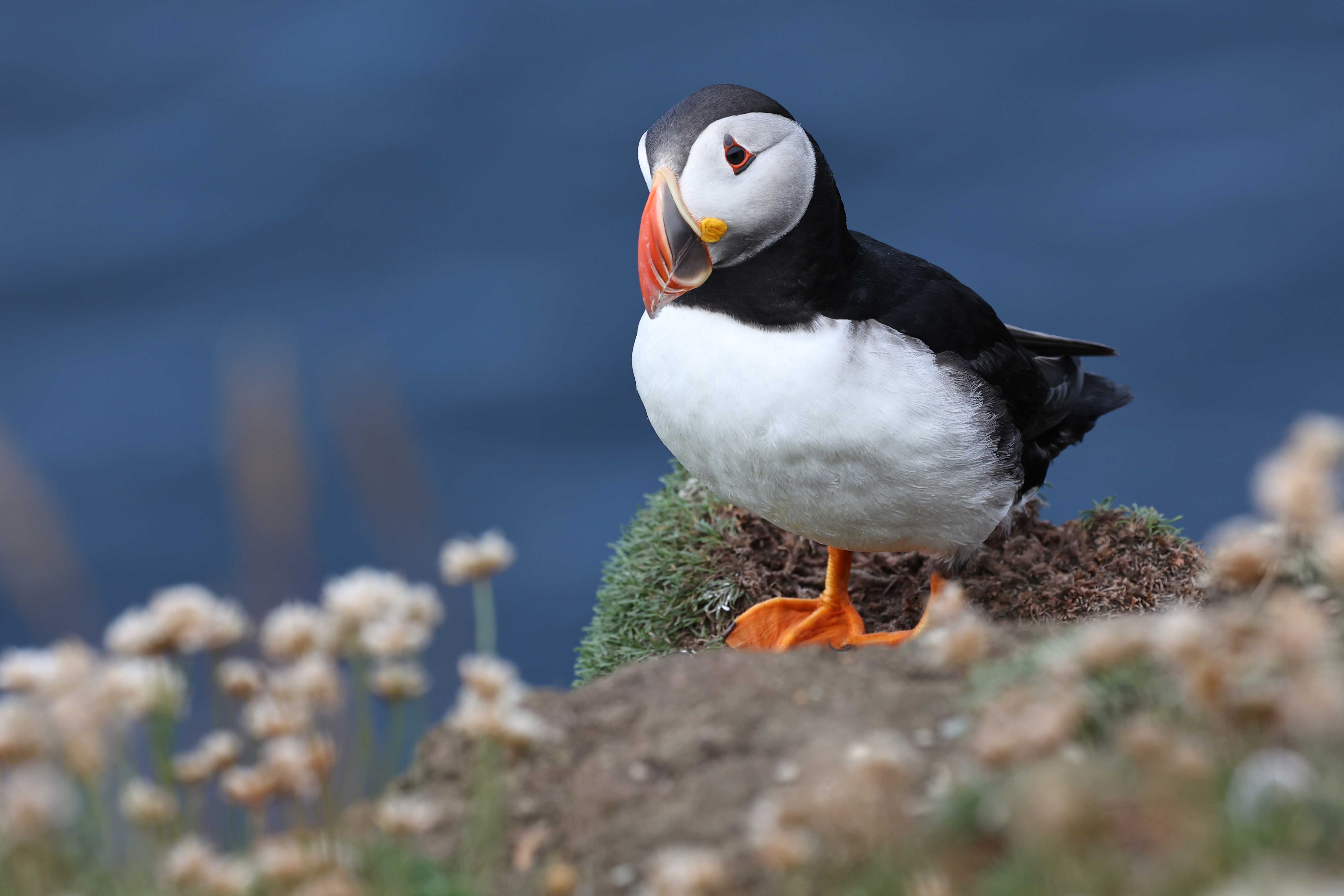 puffinsumburgh1